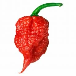 Heebiejeebies Carolina Reaper Worlds Hottest Chilli All-In-One Grow Kit