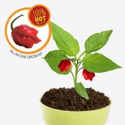 Heebiejeebies Carolina Reaper Worlds Hottest Chilli All-In-One Grow Kit