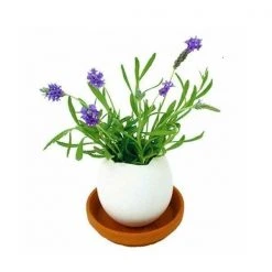 Outliving Eggling Crack & Grow Planter Kit With Tray Sports And Outdoors