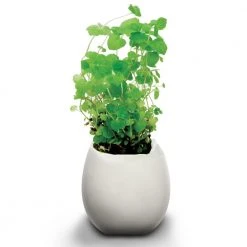 Outliving Science STEM Toys Eggling Lemon Balm Crack & Grow Planter Kit