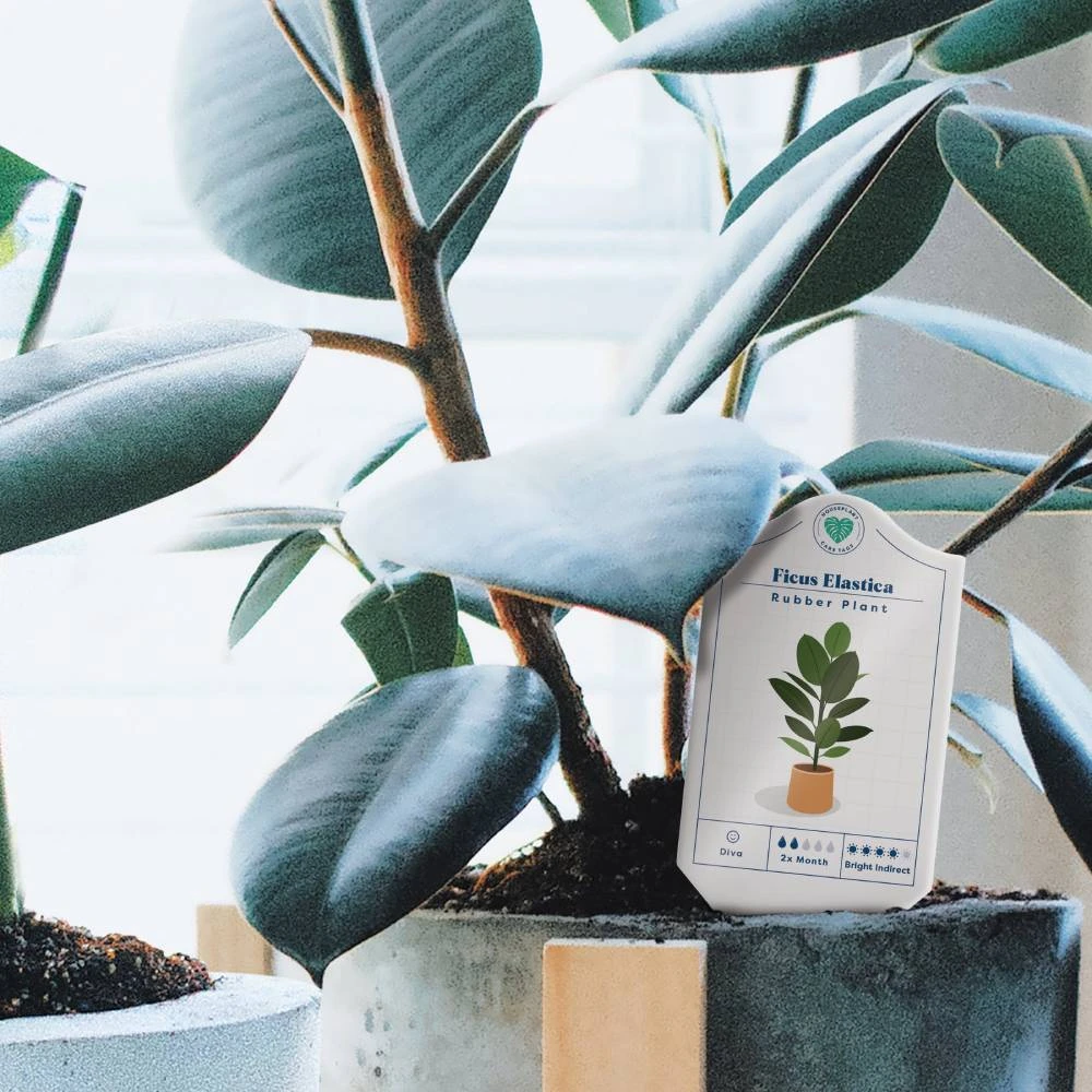 William Valentine Office Gifts Houseplant Care Tags 2 William Valentine Office Gifts Houseplant Care Tags