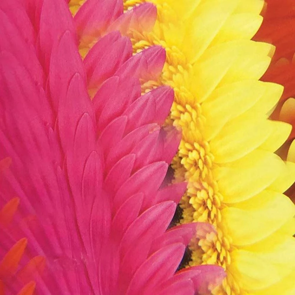 IsAlbi Novelty Gifts For Her Smartphone Clip-on Camera Kaleidoscope 11 IsAlbi Novelty Gifts For Her Smartphone Clip-on Camera Kaleidoscope