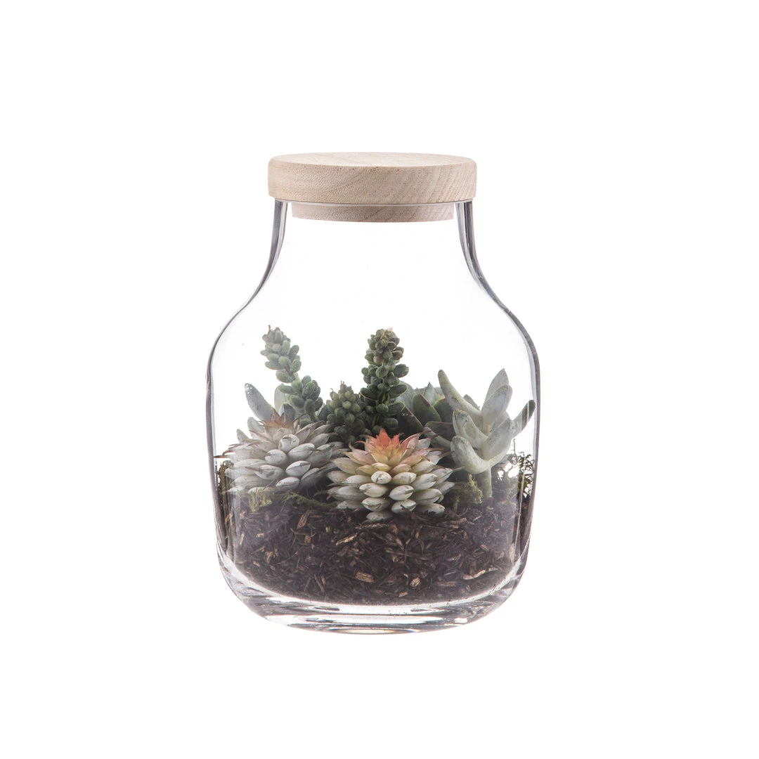 IsAlbi Succulent Garden-Monica Vase New 1 IsAlbi Succulent Garden-Monica Vase New