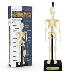 William Valentine Anatomical Skeleton Educational Model & Stand Office Gifts