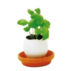 Outliving Eggling Crack & Grow Planter Kit With Tray Sports And Outdoors