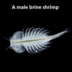 Heebiejeebies 30-Piece Microscope Set With 1200x Magnification! Science STEM Toys