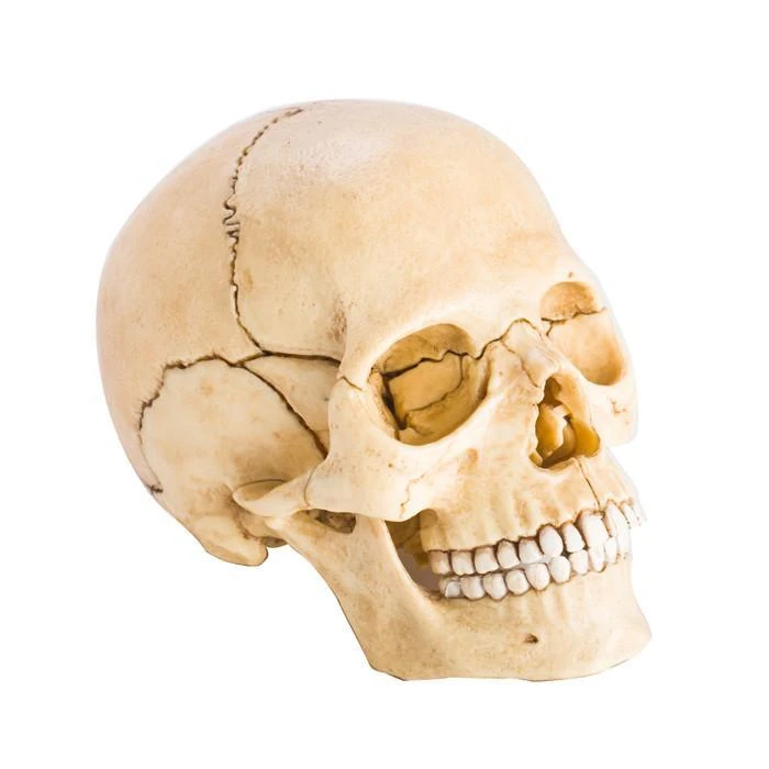 Mdi Human Skull Anatomy Model Puzzle | 4D Science STEM Toys 2 Mdi Human Skull Anatomy Model Puzzle | 4D Science STEM Toys