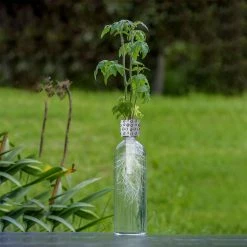 Heebiejeebies Bottle Grower - Tomato Seed 9 Heebiejeebies Bottle Grower - Tomato Seed