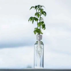 Heebiejeebies Bottle Grower - Tomato Seed