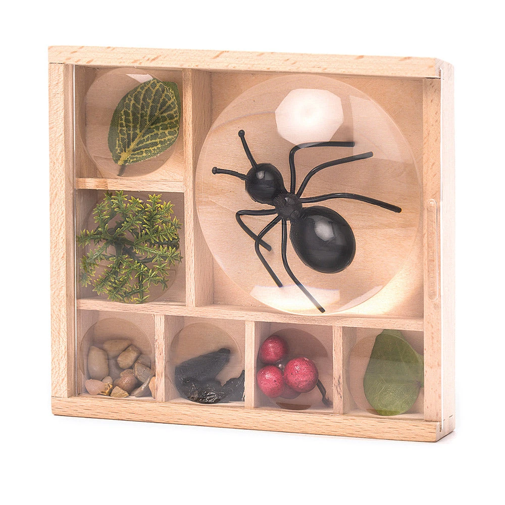 IsAlbi Great Outdoors Bug Box Magnifying Display 5 IsAlbi Great Outdoors Bug Box Magnifying Display