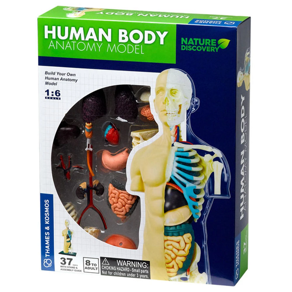 Science & Nature Human Body Anatomy Model Kit Science STEM Toys 4 Science & Nature Human Body Anatomy Model Kit Science STEM Toys