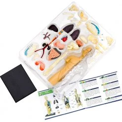 Science & Nature Human Body Anatomy Model Kit Science STEM Toys 9 Science & Nature Human Body Anatomy Model Kit Science STEM Toys