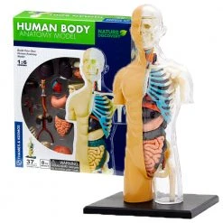 Science & Nature Human Body Anatomy Model Kit Science STEM Toys