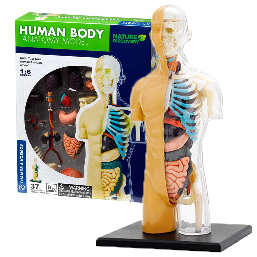 Science & Nature Human Body Anatomy Model Kit Science STEM Toys 1 Science & Nature Human Body Anatomy Model Kit Science STEM Toys