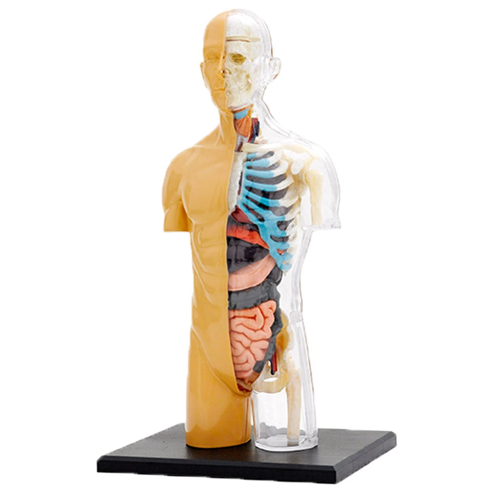 Science & Nature Human Body Anatomy Model Kit Science STEM Toys 2 Science & Nature Human Body Anatomy Model Kit Science STEM Toys
