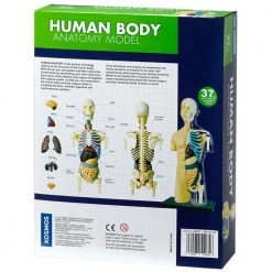 Science & Nature Human Body Anatomy Model Kit Science STEM Toys 7 Science & Nature Human Body Anatomy Model Kit Science STEM Toys
