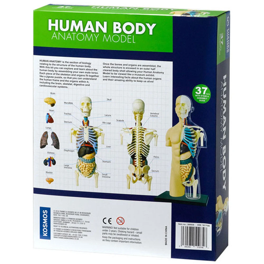 Science & Nature Human Body Anatomy Model Kit Science STEM Toys 3 Science & Nature Human Body Anatomy Model Kit Science STEM Toys
