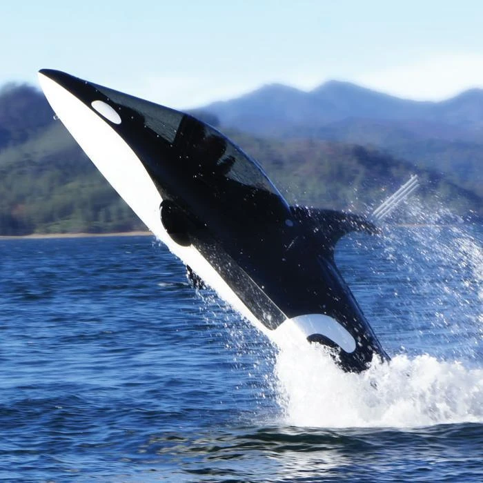 WTF Killer Whale Submarine Everything 1 WTF Killer Whale Submarine Everything