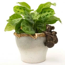 Jasnor Bronze Koala Pot Buddies