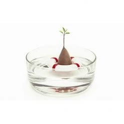 Optoco Seed Guard - Grow Your Own Avocados!